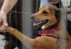 Recolhimento de animais pelo Canil Municipal aumenta 40% durante pandemia