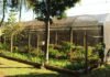 Museu “Mariano Procópio” produz mudas de plantas para serem doadas