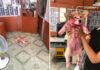 Cachorrinho dá susto em donos e viraliza na web