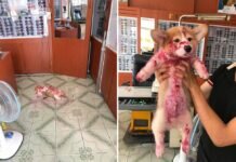 Cachorrinho dá susto em donos e viraliza na web