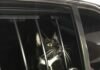 Gato é ‘preso’ suspeito de furto nos EUA
