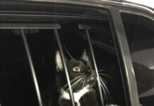 Gato é ‘preso’ suspeito de furto nos EUA