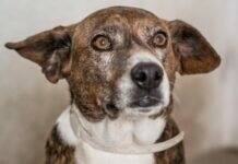 Projeto que prevê até cinco anos de prisão por maus-tratos a cães e gatos vai a sanção presidencial